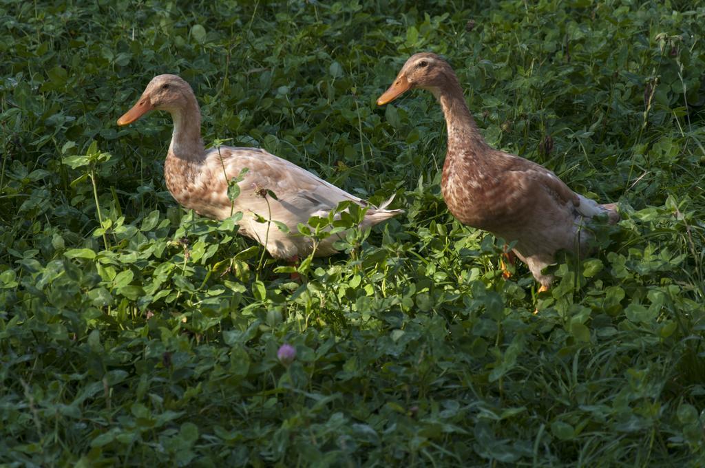 Agroturistika Kozi Farma Рожнов-под-Радгоштем Экстерьер фото